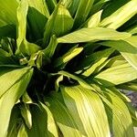 Aspidistra lurida List