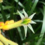 Anigozanthos spp. Habit