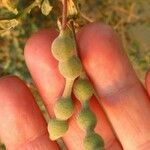 Maerua crassifolia Fruto