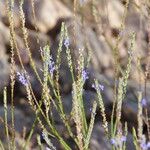 Lavandula coronopifolia Hoja