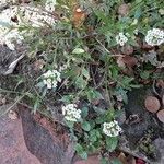 Lobularia maritimaFlower