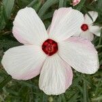 Hibiscus heterophyllus Flors