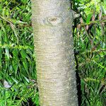 Araucaria angustifolia Bark