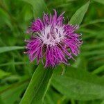 Centaurea phrygiaBlüte