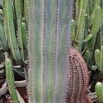 Pachycereus pringlei Yeri