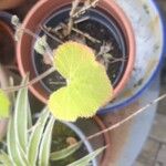 Pelargonium tomentosum Blad