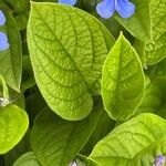 Omphalodes verna Blad