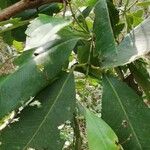 Syzygium brazzavillense Leaf