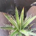 Agave toumeyana Hostoa