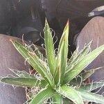 Agave toumeyana Blad