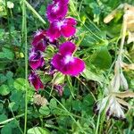 Dianthus barbatusBlüte