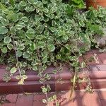 Plectranthus forsteri Blad