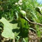 Solanum robustum Vaisius