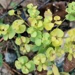 Euphorbia seguieriana 果