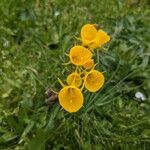 Narcissus bulbocodium Fleur