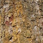Afzelia bipindensis Casca
