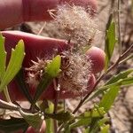 Tessaria absinthioides Fruto