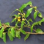 Schoepfia vacciniiflora Otro