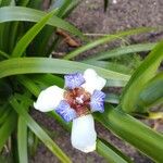 Trimezia northiana Flower