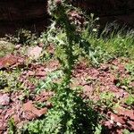 Cirsium edule Fulla