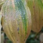 Polygonatum multiflorum Blad