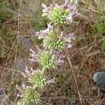 Morina persica Flower