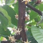 Theobroma cacao Blomma