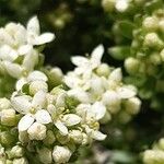 Galium megalospermum Flower