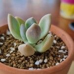 Pachyphytum bracteosum পাতা