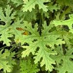 Pelargonium × asperumFrunză