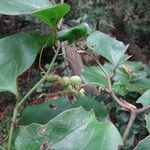 Smilax china Leaf