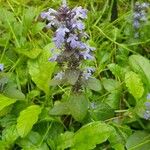 Ajuga reptansFlower