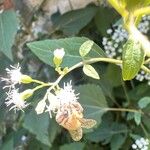 Ageratina aromatica Virág