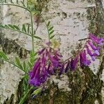 Vicia villosa Blüte