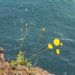 Sonchus ustulatus Habit