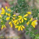 Genista monspessulana Máis