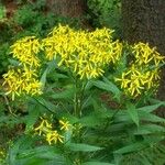 Senecio ovatus Flower