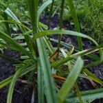 Carex grayi Leaf