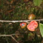 Xylopia sericea Fruit