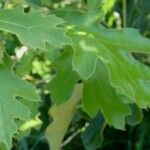 Quercus falcata Foglia