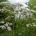 Valeriana dioica Други