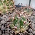 Ferocactus emoryi Leaf