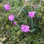 Erica tetralix Hábito