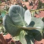 Calotropis procera Blatt