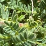 Anthyllis montana 葉