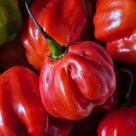 Capsicum chinense Fruchs