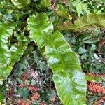 Asplenium scolopendrium Liść