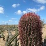 Ferocactus cylindraceus Corteccia