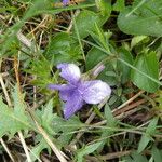 Viola canina Blüte
