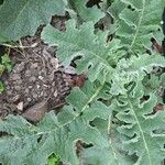 Verbascum sinuatum Liść